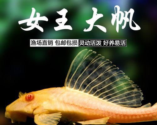 清道夫鱼繁殖方法是什么？如何提高繁殖成功率？