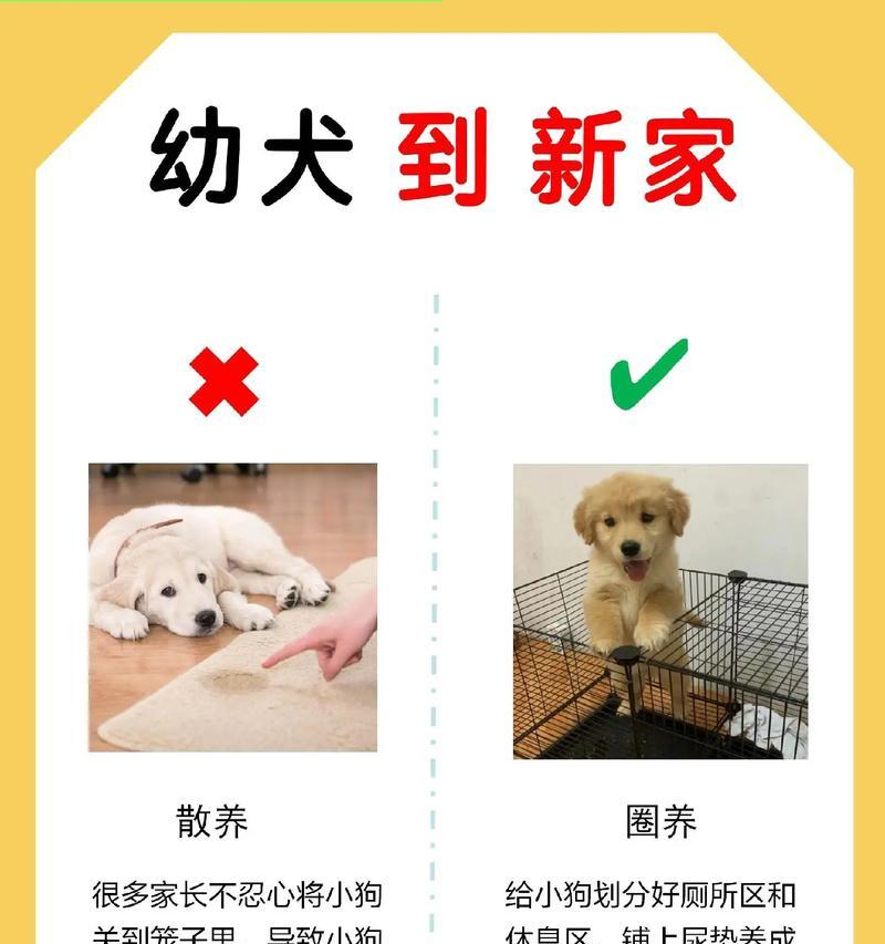 饲养小狗有哪些注意事项？如何确保健康成长？