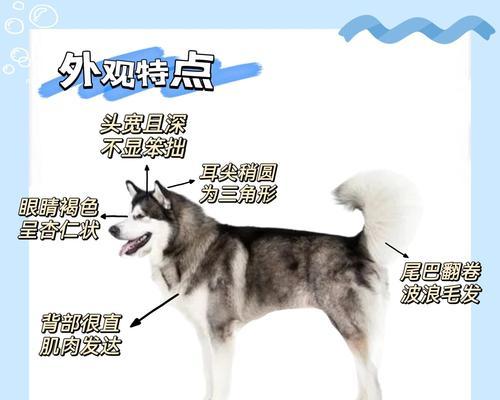 养阿拉斯加犬有哪些利弊？如何应对潜在的挑战？