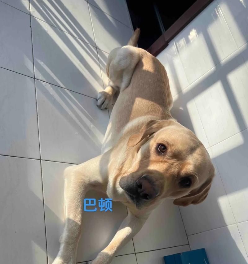 狗狗不吃饭拿鼻子拱盆是什么原因？需要担心吗？