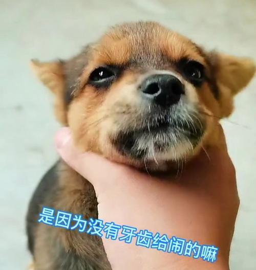 狗狗不吃饭拿鼻子拱盆是什么原因？需要担心吗？