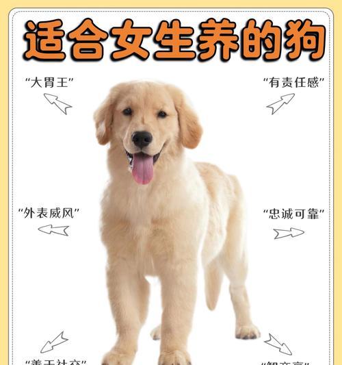 拉布拉多犬讨厌主人的表现是什么？如何改善关系？