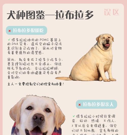 拉布拉多犬讨厌主人的表现是什么？如何改善关系？