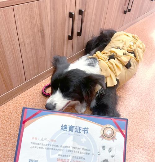 狗狗绝育手术后多久能恢复？有哪些注意事项？