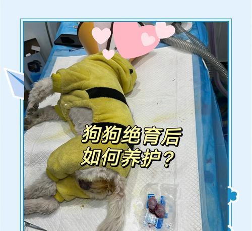狗狗绝育手术后多久能恢复？有哪些注意事项？