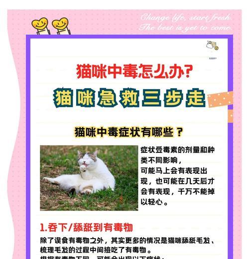 猫中毒后能存活多久？如何进行急救？