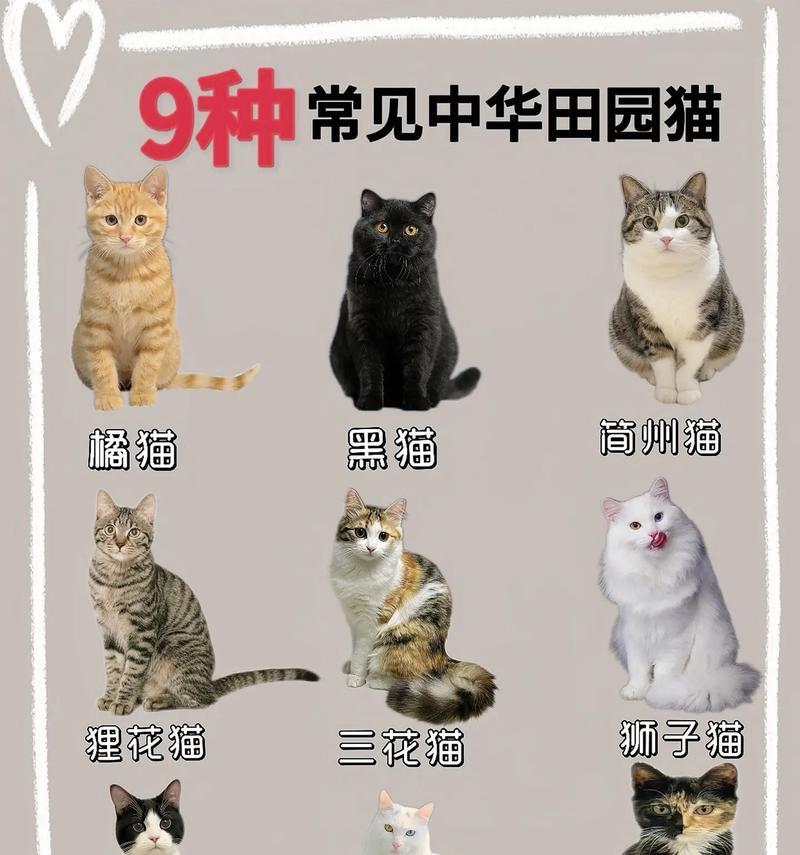 哪些猫品种既贵又漂亮？这些品种的特点是什么？