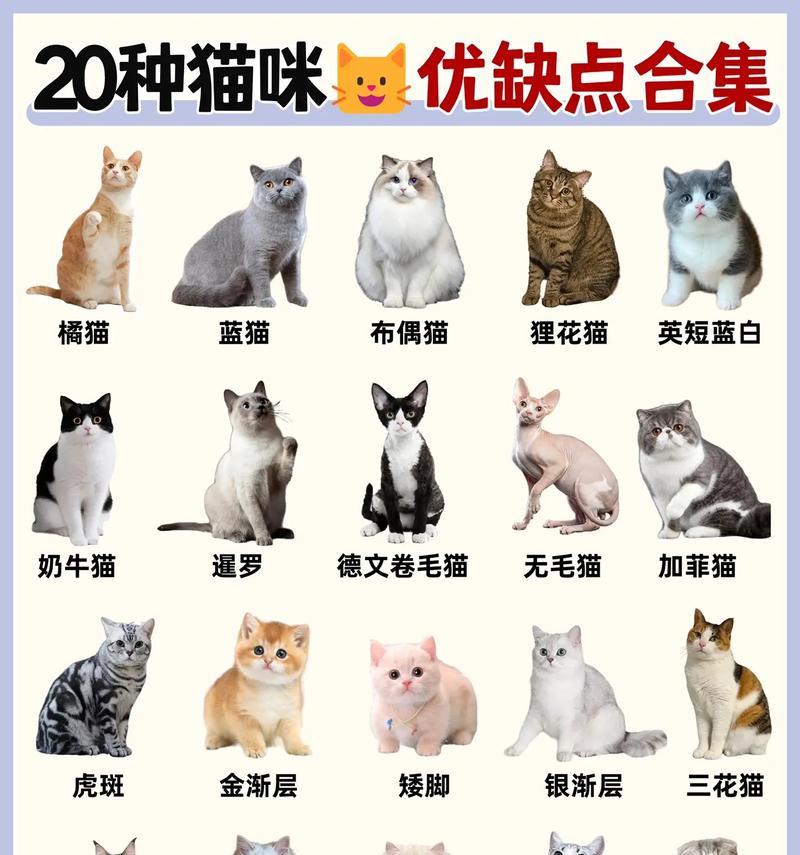 哪些猫品种既贵又漂亮？这些品种的特点是什么？
