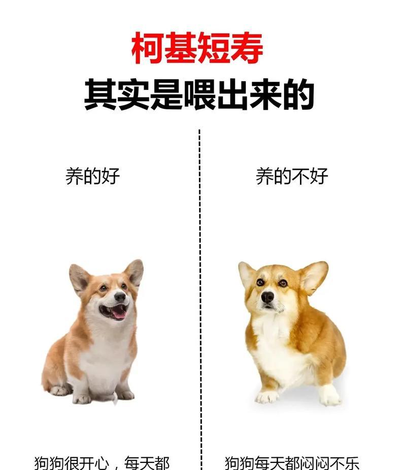 柯基精力旺盛如何消耗？有哪些方法？