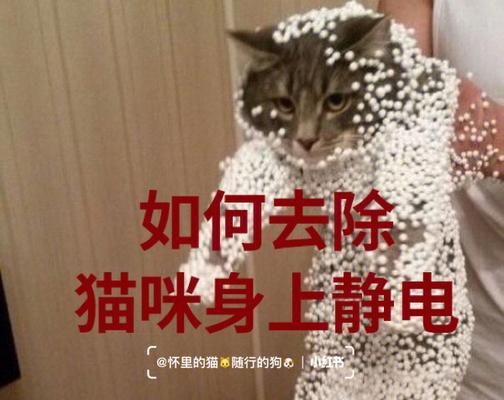 猫身上有静电怎么去除？有哪些方法可以尝试？