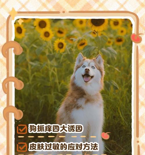 狗狗痒挠出血的解决办法有哪些？