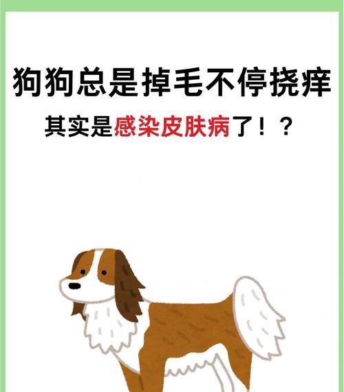 狗狗痒挠出血的解决办法有哪些？