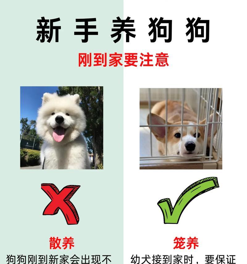 小狗狗家里没人时怎么办？有哪些安全措施可以采取？