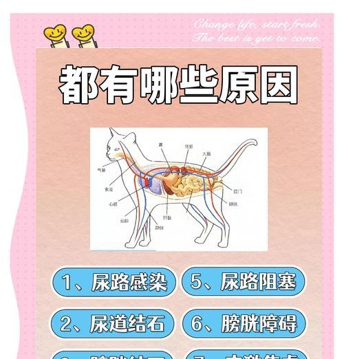 猫尿味难以去除怎么办？有效去除猫尿味的方法有哪些？
