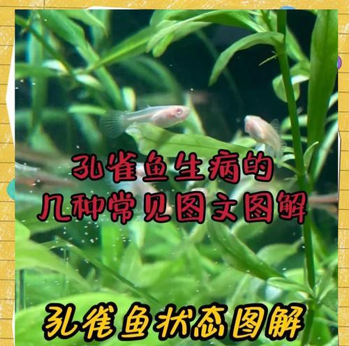 孔雀鱼常见疾病有哪些？如何预防和治疗？