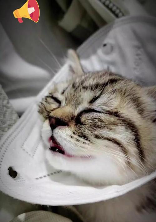 猫咪死在家里是吉是凶？如何处理宠物的离世？