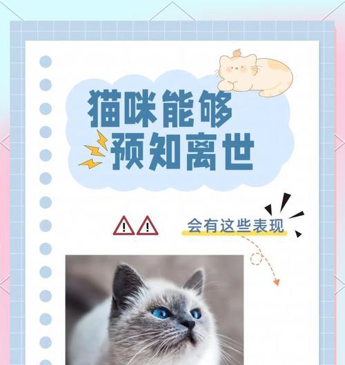 猫咪死在家里是吉是凶？如何处理宠物的离世？