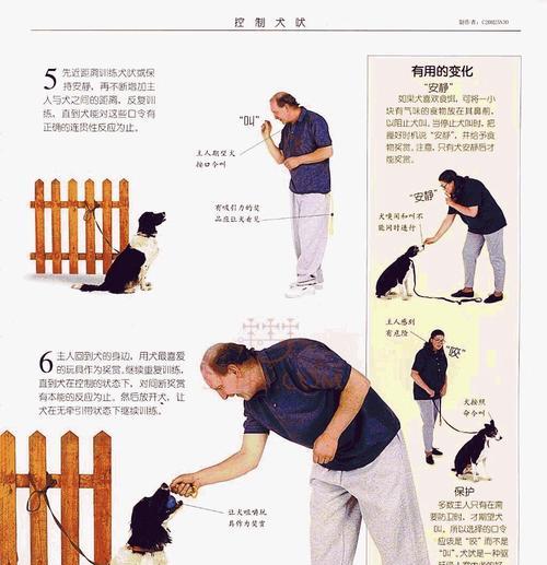 猎犬训练中常见的问题有哪些？如何有效解决？