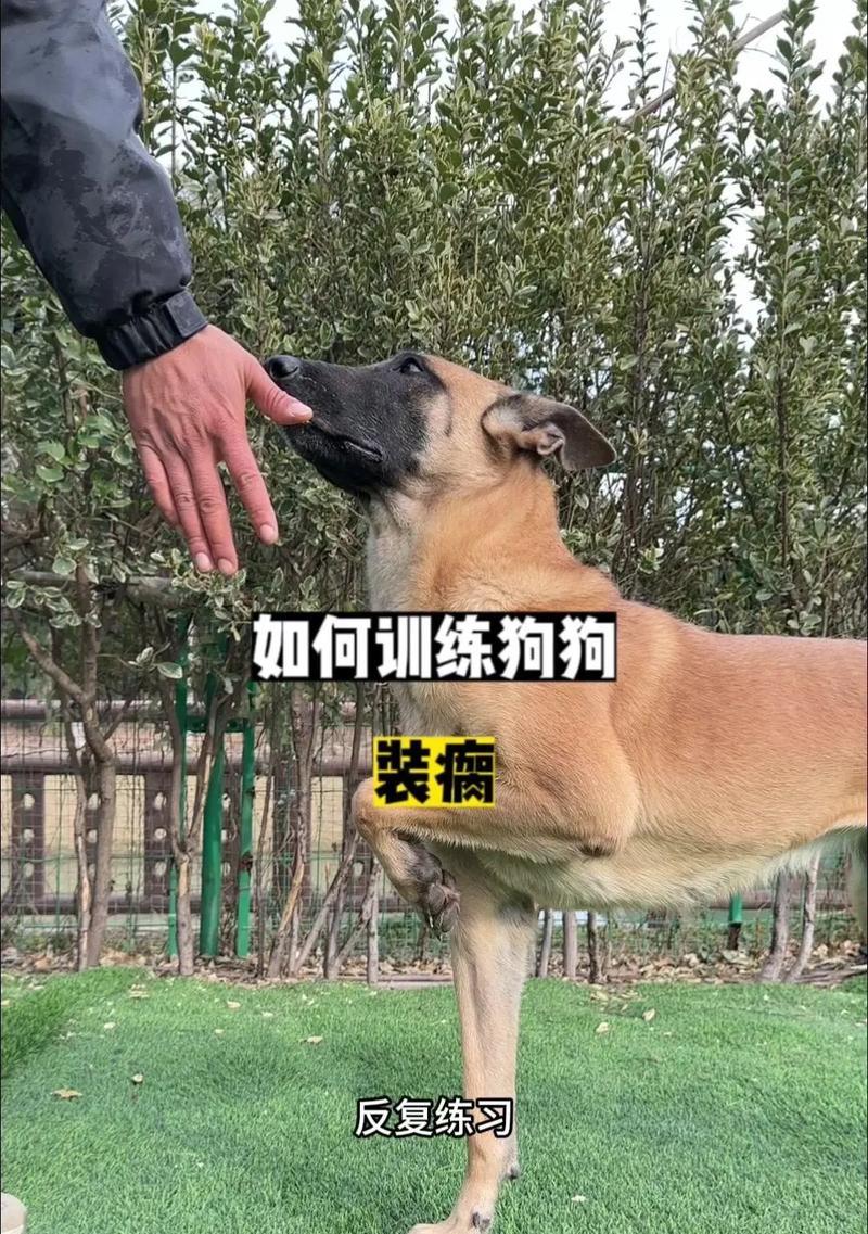 猎犬训练中常见的问题有哪些？如何有效解决？