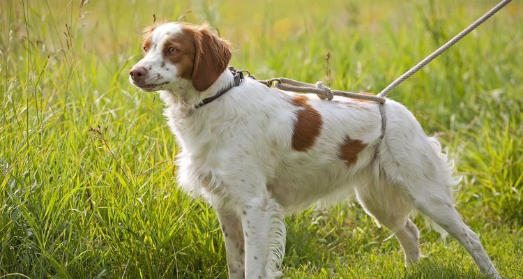 布列塔尼犬不吃食但精神好是怎么回事？