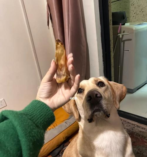 狗狗吃兔耳朵安全吗？