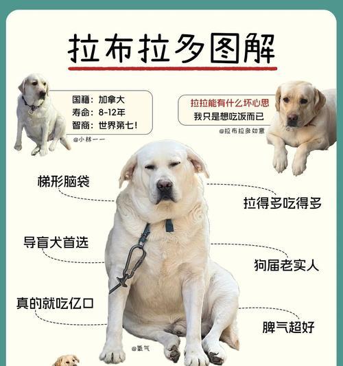 如何鉴别纯种拉布拉多幼犬？挑选时应注意什么？