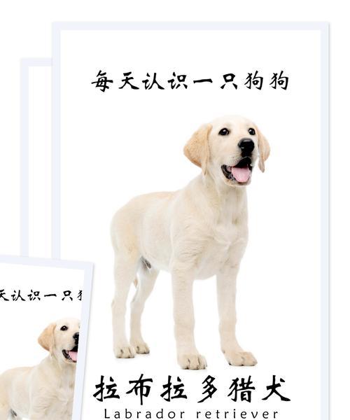 如何鉴别纯种拉布拉多幼犬？挑选时应注意什么？