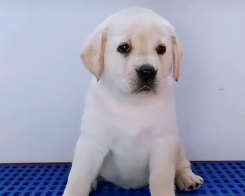 如何鉴别纯种拉布拉多幼犬？挑选时应注意什么？