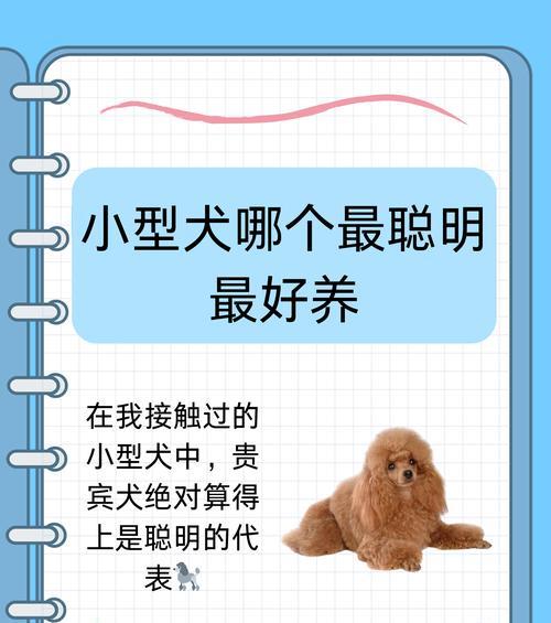 哪些小型犬最聪明？如何训练它们？