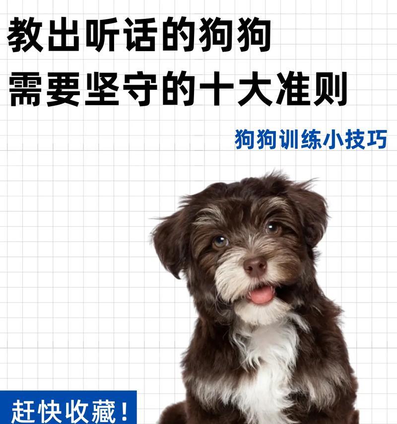 哪些小型犬最聪明？如何训练它们？