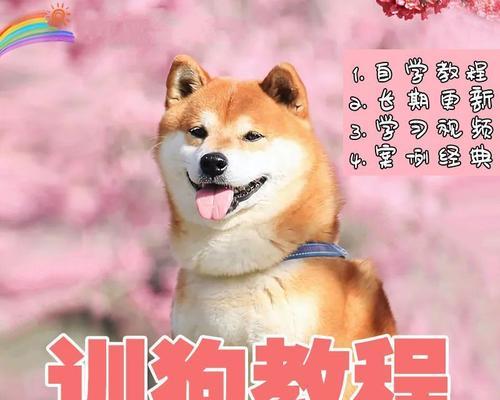 哪些小型犬最聪明？如何训练它们？