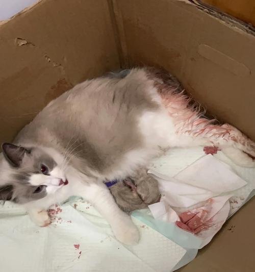 母猫多久不咬脐带需要人工剪断？如何正确处理？