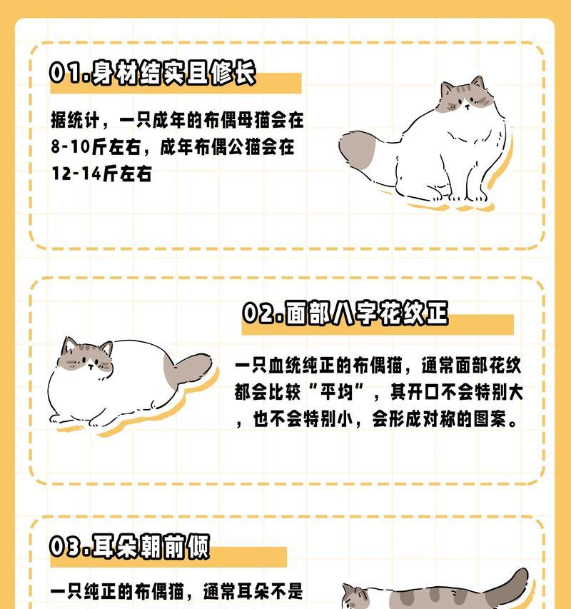 布偶猫如何认主？有哪些表现行为？