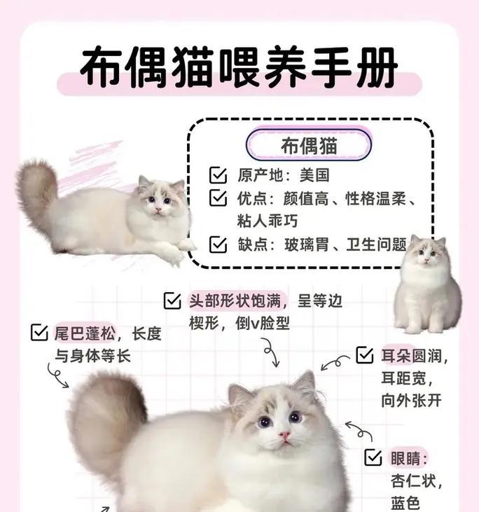 布偶猫如何认主？有哪些表现行为？