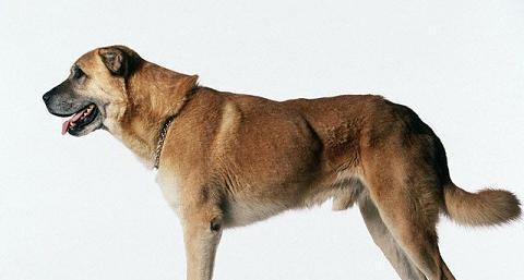 安娜图牧羊犬的平均寿命是多少？