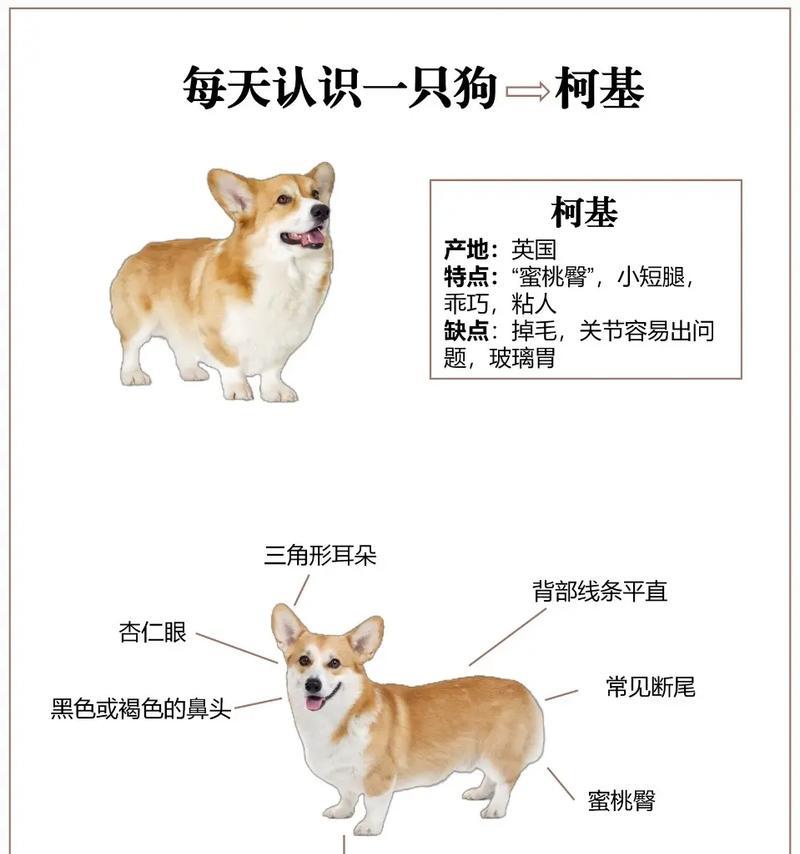 柯基犬的智商排名是多少？它们有哪些聪明的表现？