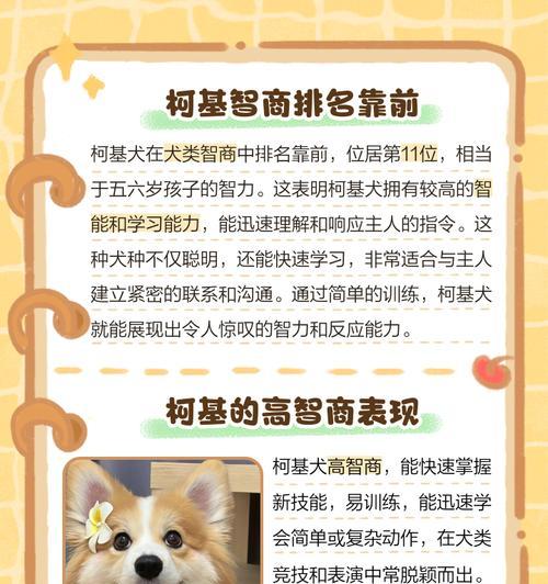 柯基犬的智商排名是多少？它们有哪些聪明的表现？