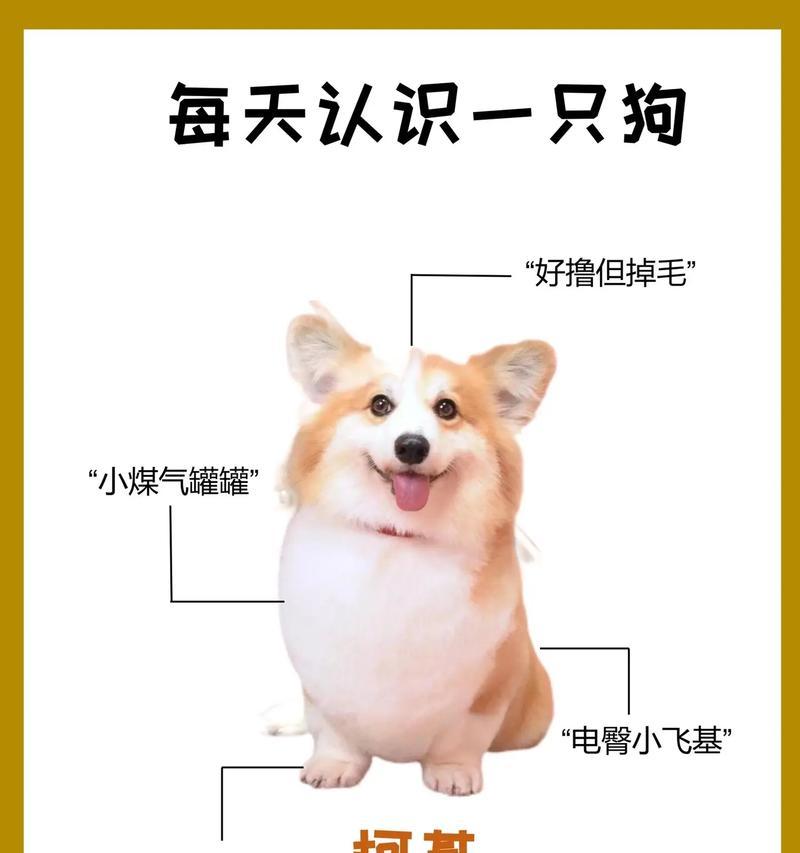 柯基犬的智商排名是多少？它们有哪些聪明的表现？