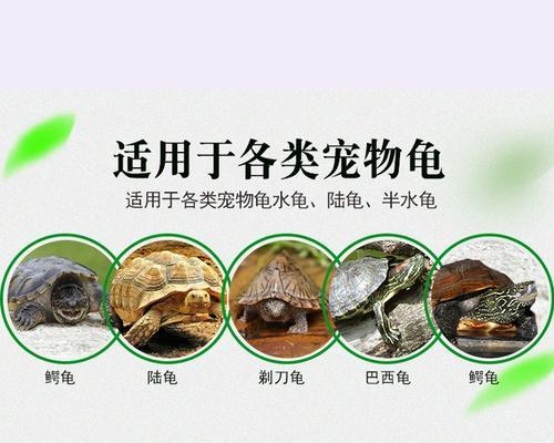 乌龟泡阿莫西林需持续多久？使用方法是什么？