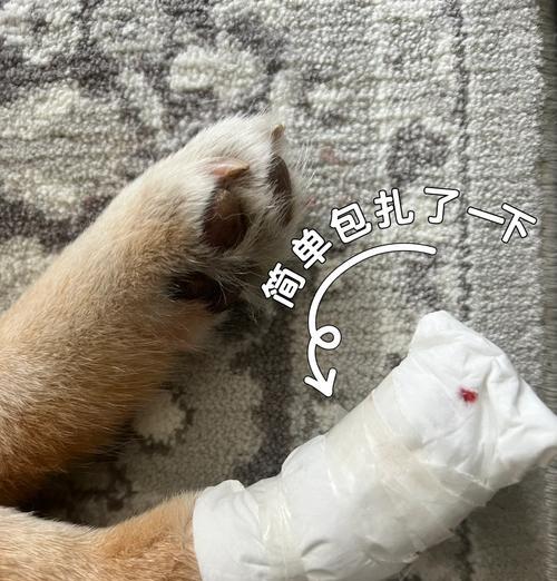 给小狗剪指甲的正确方法是什么？多久剪一次合适？