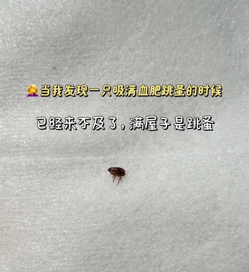 刚出生的小猫身上有跳蚤怎么处理？如何预防跳蚤？