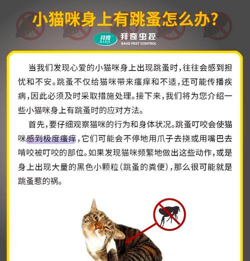 刚出生的小猫身上有跳蚤怎么处理？如何预防跳蚤？