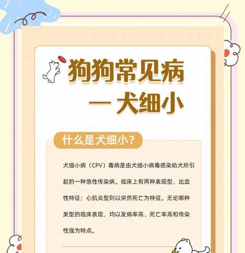 细小病毒感染狗狗的症状有哪些？如何及时发现？