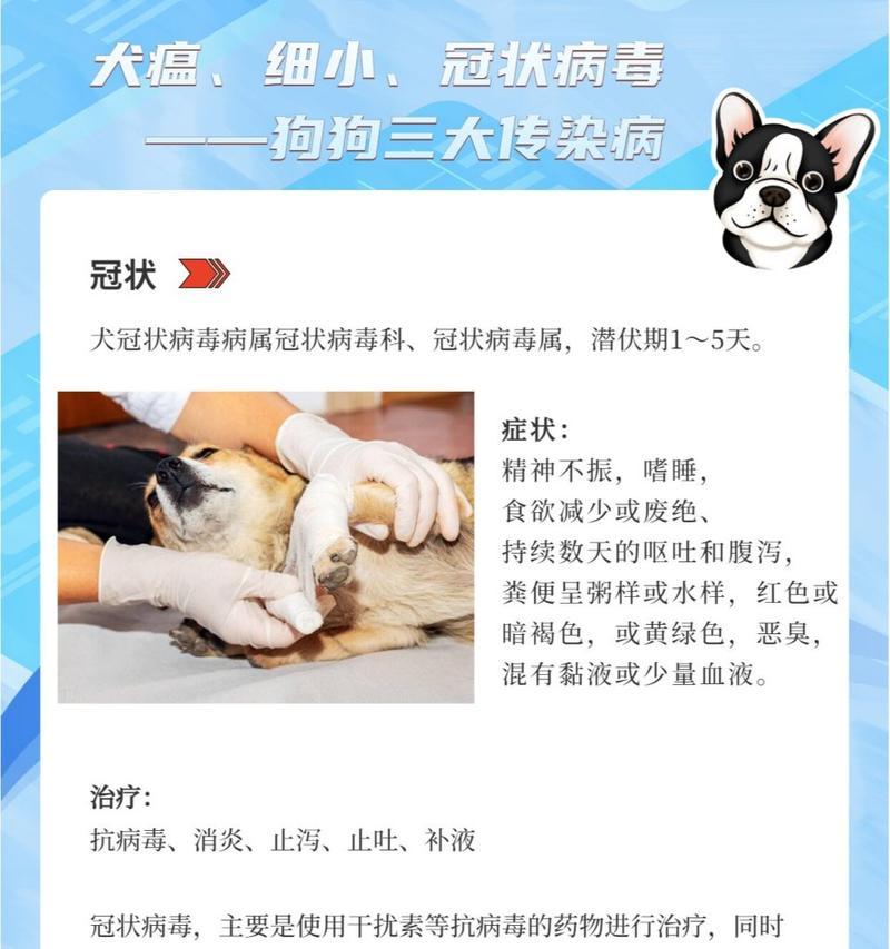 细小病毒感染狗狗的症状有哪些？如何及时发现？