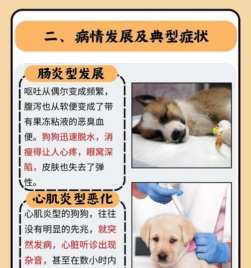 细小病毒感染狗狗的症状有哪些？如何及时发现？