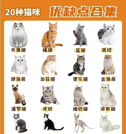 常见的宠物猫种类有哪些？它们各自有什么特点？