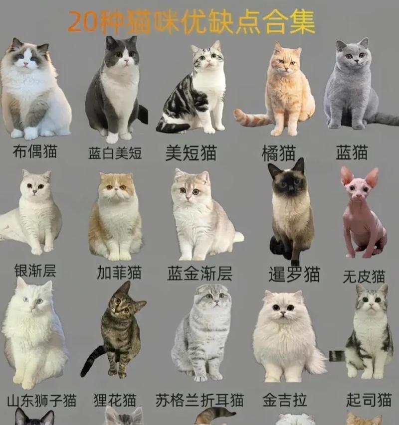 常见的宠物猫种类有哪些？它们各自有什么特点？