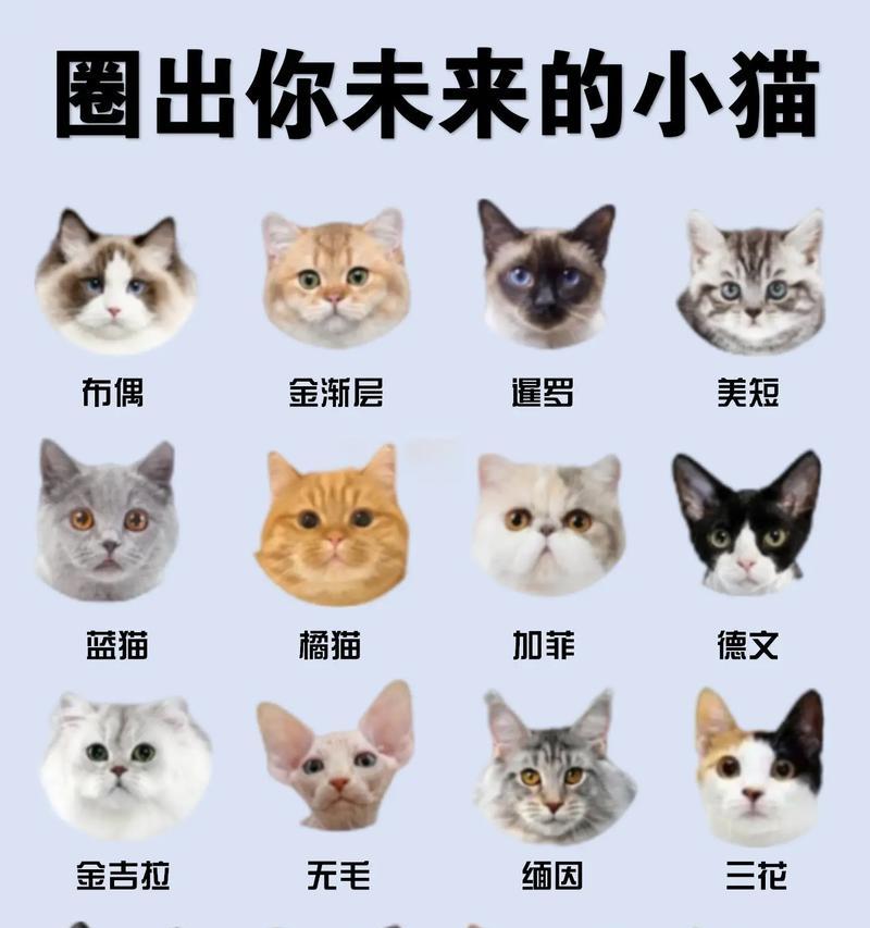 常见的宠物猫种类有哪些？它们各自有什么特点？