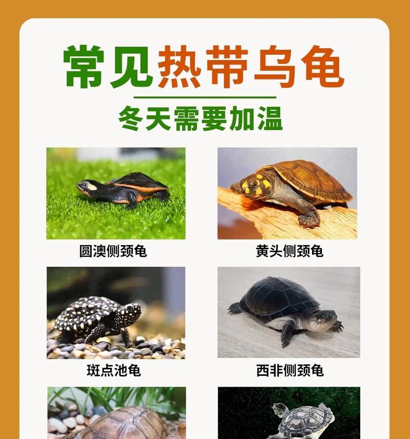 赫曼陆龟冬天怎么养？冬季护理的关键点有哪些？