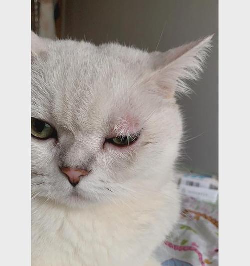 猫咪打完疫苗眼睛肿了是怎么回事？需要立即就医吗？
